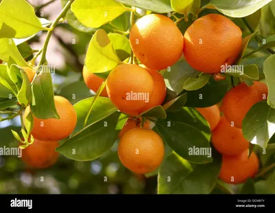Citrus Calamondin Mandarinenbaum XL – vielgrün