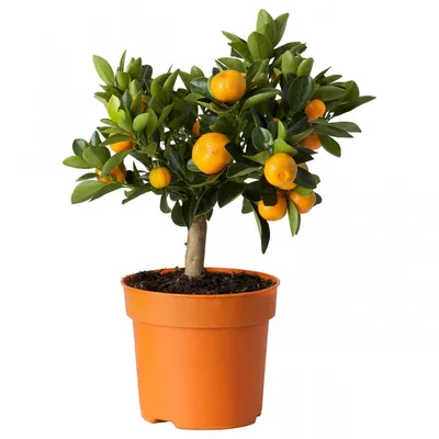 Каламондин (Citrus Calamondin) по выгодной цене в Минске, купить Плодовые  комнатные растения с доставкой в интернет-магазине Cvetok.by