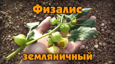 Капская гусейберри, золотая ягода или физик Стоковое Фото - изображение  насчитывающей удерживание, сочно: 165354260