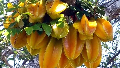Карамбола - один из самых необычных фруктов - YouTube