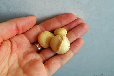 Орехи Макадамия - «Самый ценный и полезный орех ? Против рака, для сердца,  волос и костей, для сухой кожи и не только! ? Для кого орех смертелен? » |  отзывы