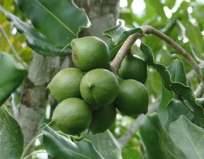 Макадамия орех дерево - фото и картинки: 67 штук