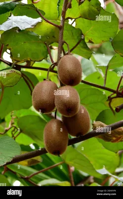 Kiwifruit, Kiwi, Actinidia deliciosa, kivi, Asien Stockfotografie - Alamy