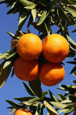Клементин (гибрид мандарина и апельсина) Citrus clementina Marisol - купить  саженцы в интернет-магазине