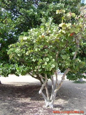 COCCOLOBA UVIFERA-Кокколоба ягодоносная tosk-02-07-200325 - Предзаказ -  Patioflowers