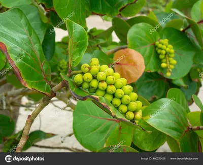 Кокколоба (Coccoloba) — описание, выращивание, фото | на LePlants.ru