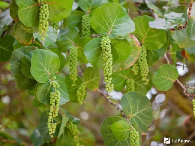 Плодоовощ Coccoloba Uvifera в Майами Стоковое Изображение - изображение  насчитывающей флорида, виноградина: 60693301