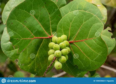 Cercis canadensis | Caesalpiniaceae - Van den Berk Nurseries