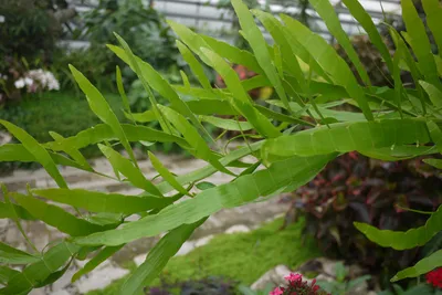 Коллекции растений ЦСБС СО РАН - Fallopia multiflora (Thunb.) Haraldson –  Фаллопия многоцветковая, Горец многоцветковый (по новым данным Reynoutria  multiflora (Thunb.) Moldenke)