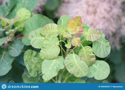 ⬇ Скачать картинки Paulownia tomentosa, стоковые фото Paulownia tomentosa в  хорошем качестве | Depositphotos