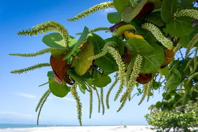 Кокколоба ягодоносная - Coccoloba uvifera (POLYGONACEAE) - SMS Marmara Group