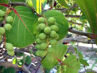 Коллекции растений ЦСБС СО РАН - Coccoloba uvifera L. – Кокколоба  ягодоносная, Морской виноград