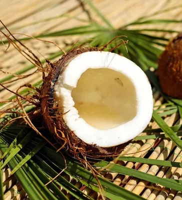 Die Kokospalme (Cocos nucifera), ist ein Mitglied der Familie Arecaceae  (Palmenfamilie). Sie ist die einzige akzeptierte Art in der Gattung Cocos.  Der Begriff Kokosnuss kann sich auf die gesamte Kokospalme, den Samen