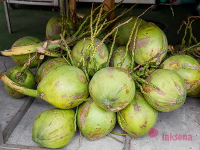 Balea Festes Shampoo Cocos-Limette, 60 g dauerhaft günstig online kaufen |  dm.de