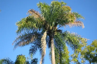 Cocos nucifera, Coconut palm Stock Photo - Alamy