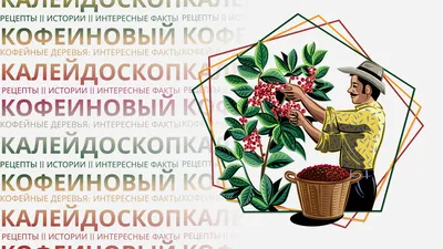 Как цветет кофейное дерево: процесс цветения и какой цвет у цветов кофе