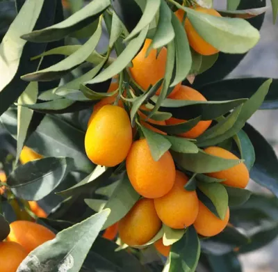 Цитрус Кумкват мандариновое дерево / Citrus Kumquat продажу и покупка в  Киеве, фото, описание.