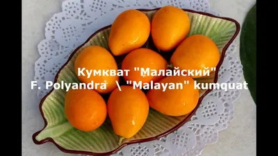 Фрукты на Кипре: кумкват – вытянутый апельсин со вкусом мандарина | RuCy