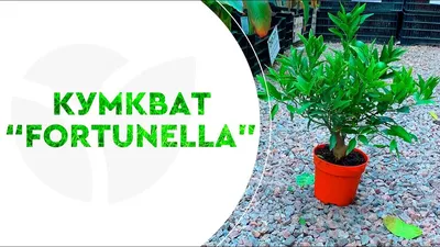 Kumquat Margarita (Кумкват Маргарита) купить - Цитрусовые маньяки