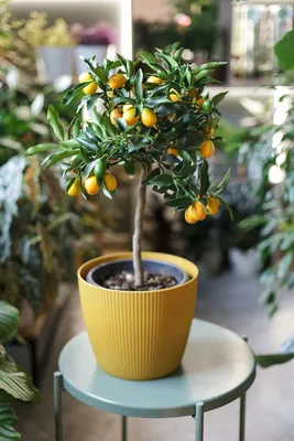 Цитрус Кумкват мандариновое дерево / Citrus Kumquat продажу и покупка в  Киеве, фото, описание.