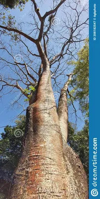 Jatoba Baum Hymenaea Courbaril Stockbild - Bild von baum, botanisch:  208182547