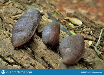 Jatoba Tree Stock Photos - Free \u0026 Royalty-Free Stock Photos from Dreamstime