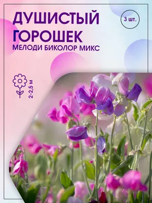 Душистые горошки однолетние Агрохолдинг ПОИСК 2408131 - купить по выгодным  ценам в интернет-магазине OZON