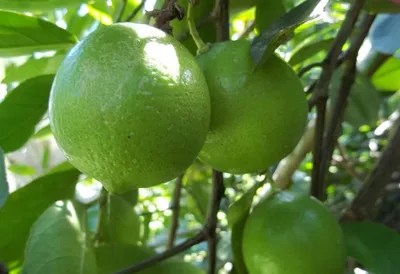 Лайм Мексиканский (aurantifolia Messicana / West Indian lime.) 20-25 см.  Комнатный купить в Днепре оптом и в розницу по низкой цене