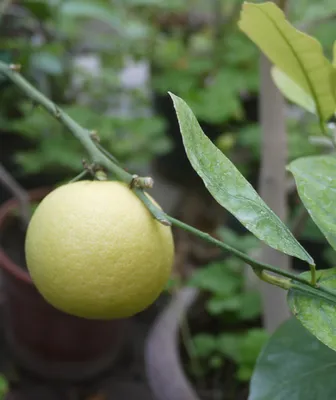 Красный лай, Рангпур - купить в интернет-магазине FreshPlants.ru с  доставкой по Москве, области, России