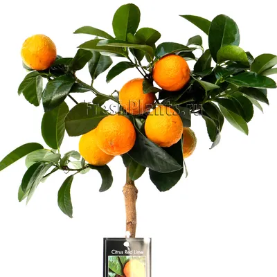 Hard Candy Honey-cedar lollipops with sea buckthorn pineapple and lime 4*6  pcs | eBay