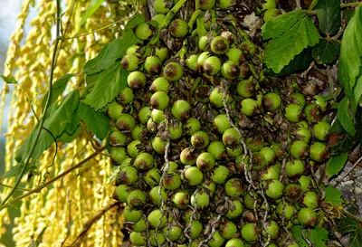 Экзотические фрукты - Блог о жизни