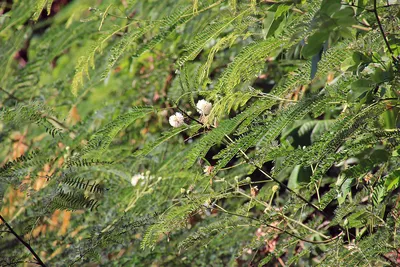 Leucaena leucocephala - Изображение особи - Плантариум