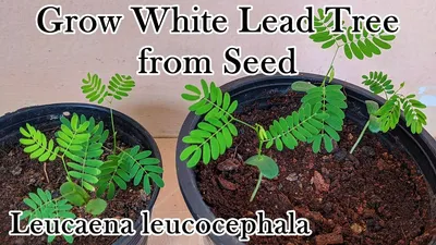 Grow Leucaena Leucocephala from Seed: White Lead Tree aka River Tamarind  (English) - YouTube