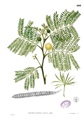 Файл:Leucaena leucocephala Blanco2.400.jpg — Википедия