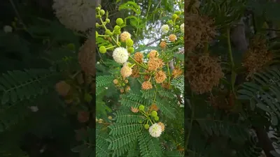 צחר כחלחל Leucaena leucocephala ليوسينا - YouTube