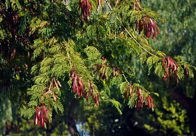 Leucaena leucocephala - Изображение особи - Плантариум