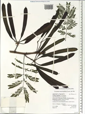 MW0587116, Leucaena leucocephala (Леуцена светлоголовчатая), specimen