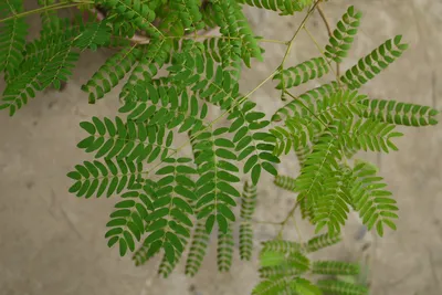 Коллекции растений ЦСБС СО РАН - Leucaena leucocephala (Lam.) de Wit – Леуцена  светлоголовчатая