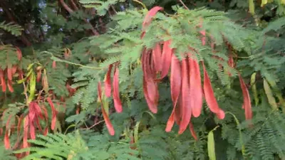 צחר כחלחל עם פירות ليوسينا Leucaena leucocephala with fruits - YouTube