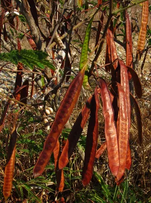 Leucaena leucocephala - Изображение особи - Плантариум