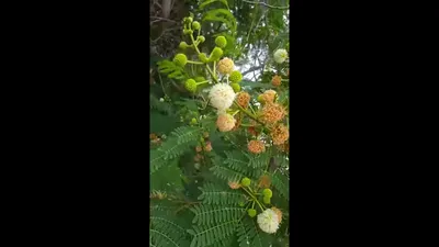 צחר כחלחל Leucaena leucocephala ليوسينا - YouTube