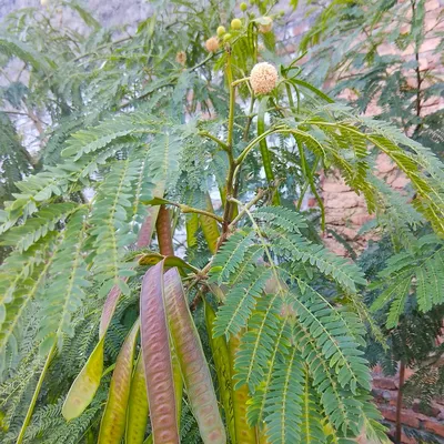 Category:Leucaena leucocephala - Wikimedia Commons