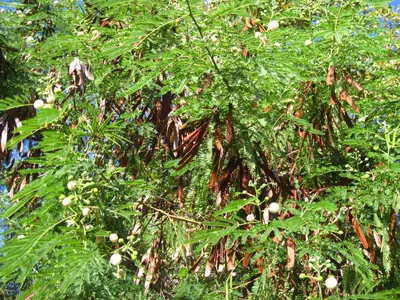 Leucaena leucocephala - Изображение особи - Плантариум