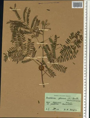 MW0587112, Leucaena leucocephala (Леуцена светлоголовчатая), specimen