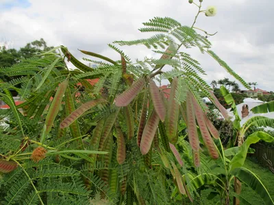 Leucaena leucocephala - Image of an specimen - Plantarium