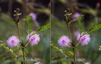 Лаконос двудомный (Phytolacca dioica) - PictureThis