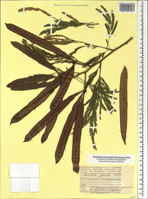 MW0587109, Leucaena leucocephala (Леуцена светлоголовчатая), specimen