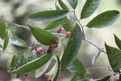 Angiosperms (Flowering Plants) • Earth.com