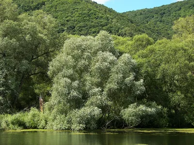 Купить кухню Ликания на заказ в Видном