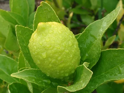 Грубокожистый лимон, Тропические растения дома